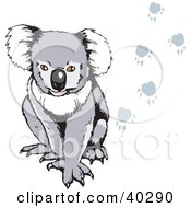 Poster, Art Print Of Koala With Paw Prints