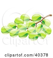 Poster, Art Print Of Shiny Organic Bunch Of Green Grapes