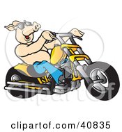 Happy Shirtless Pig In Shades Riding A Yellow Chopper