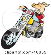 Poster, Art Print Of Happy Hog Riding A Yellow Chopper