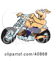 Clipart Illustration Of A Happy Shirtless Pig In Shades Riding An Orange Chopper by Snowy #COLLC40868-0092