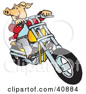 Poster, Art Print Of Carefree Hog Riding A Yellow Chopper