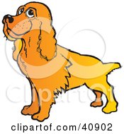 Happy Golden Cocker Spaniel Dog