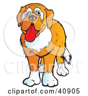 Adorable And Friendly Brown And White St Bernard Dog