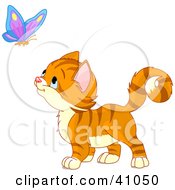 Adorable Orange Kitten Watching A Butterfly