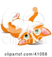 Poster, Art Print Of Cute Orange Kitten Laying On Its Back And Looking At The Viewer