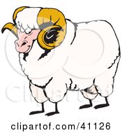 Tough Ram With Curly Horns And White Fleece