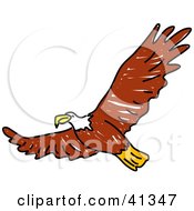 Poster, Art Print Of Flying Brown Bald Eagle With Its Wings Spanned
