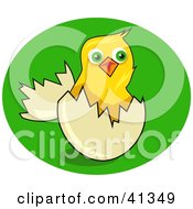 Yellow Chick Hatchling Popping Out Of An Egg On Green Grass