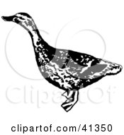 Clipart Illustration Of A Black And White Sketch Of A Female Mallard Duck by Prawny