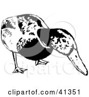 Black And White Sketch Of A Curious Mallard Duck