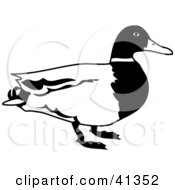 Black And White Male Mallard Duck Profile