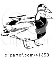 Poster, Art Print Of Black And White Sketch Of A Pair Of Mallard Ducks