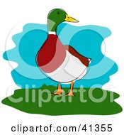 Poster, Art Print Of Male Mallard Duck Standing On Grass And Looking Right