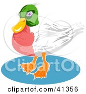 Poster, Art Print Of Green Headed Duck With A Red Chest And White Wings