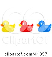 Poster, Art Print Of Row Of Yellow Red And Blue Rubber Ducks