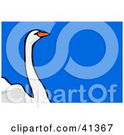 Poster, Art Print Of Mute Swan With A Long Neck Over Blue