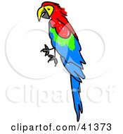 Perched Red Green And Blue Scarlet Macaw Parrot