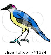 Poster, Art Print Of Blue Yellow Gray And Pink Rockfowl Bird