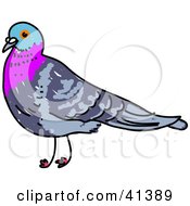 Clipart Illustration Of A Pigeon With A Blue And Purple Head And Neck by Prawny