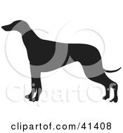 Poster, Art Print Of Black Silhouetted Greyhound Dog Profile