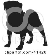 Poster, Art Print Of Black Silhouetted Pug Dog Profile