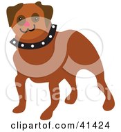 Friendly Brown Pug Dog With A Red Nose And Spiked Collar