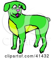 Happy Green Boxer Dog