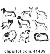 Poster, Art Print Of Nine Black And White Brush Painted Dogs