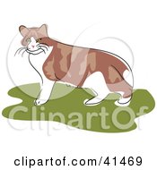 Poster, Art Print Of Alert Brown And White Cat Standing On Grass