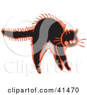 Black And Red Frightened Cat Arching Its Back