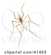 Poster, Art Print Of Resting Mosquito