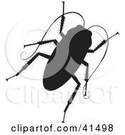 Black Silhouetted Cockroach