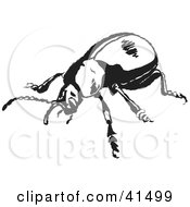 Poster, Art Print Of Black And White Bloody Nosed Beetle Sketch