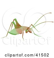 Brown And Green Cricket