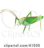 Green Cricket With A Brown Line On Its Back