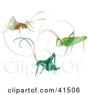 Three Green And Brown Crickets