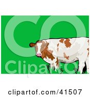 Clipart Illustration Of A White And Brown Cow In A Pasture
