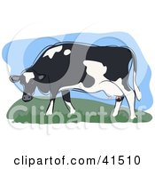 Poster, Art Print Of Grazing Black And White Dairy Cow