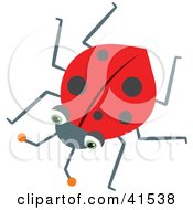 Lonely Red Ladybug With Black Spots