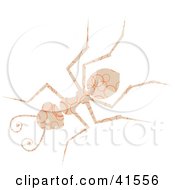 Poster, Art Print Of Beige And Orange Ring Patterned Ant
