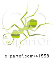 Poster, Art Print Of Green Horizontal Striped Patterned Ant