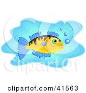 Poster, Art Print Of White Fish With Blue Fins And Bubbles In Blue Water