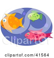 Poster, Art Print Of Three Orange Green And Pink Swimming Fish With Bubbles In Blue