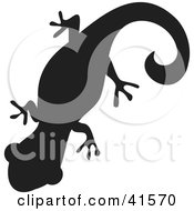 Poster, Art Print Of Black Silhouetted Gecko