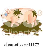 Poster, Art Print Of Messy Pig Playing In The Mud