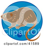 Clipart Illustration Of A Brown Muskrat Over A Blue Circle