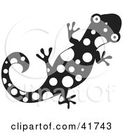 Poster, Art Print Of Black And White Spotted Gecko