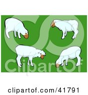 Poster, Art Print Of Group Of White Sheep Grazing In A Green Pasture