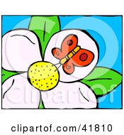 Poster, Art Print Of Red Butterfly Drinking Nectar From A White Flower